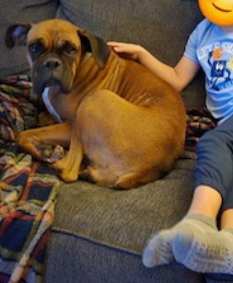 Enlarge Esther-boxer, a ADOPTABLE Boxer in Hamburg, NY image 2/6