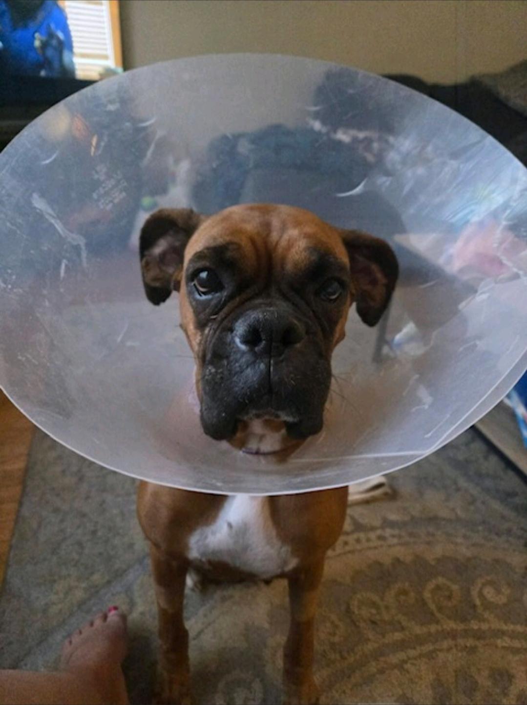 Enlarge Esther-boxer, a ADOPTABLE Boxer in Hamburg, NY image 6/6