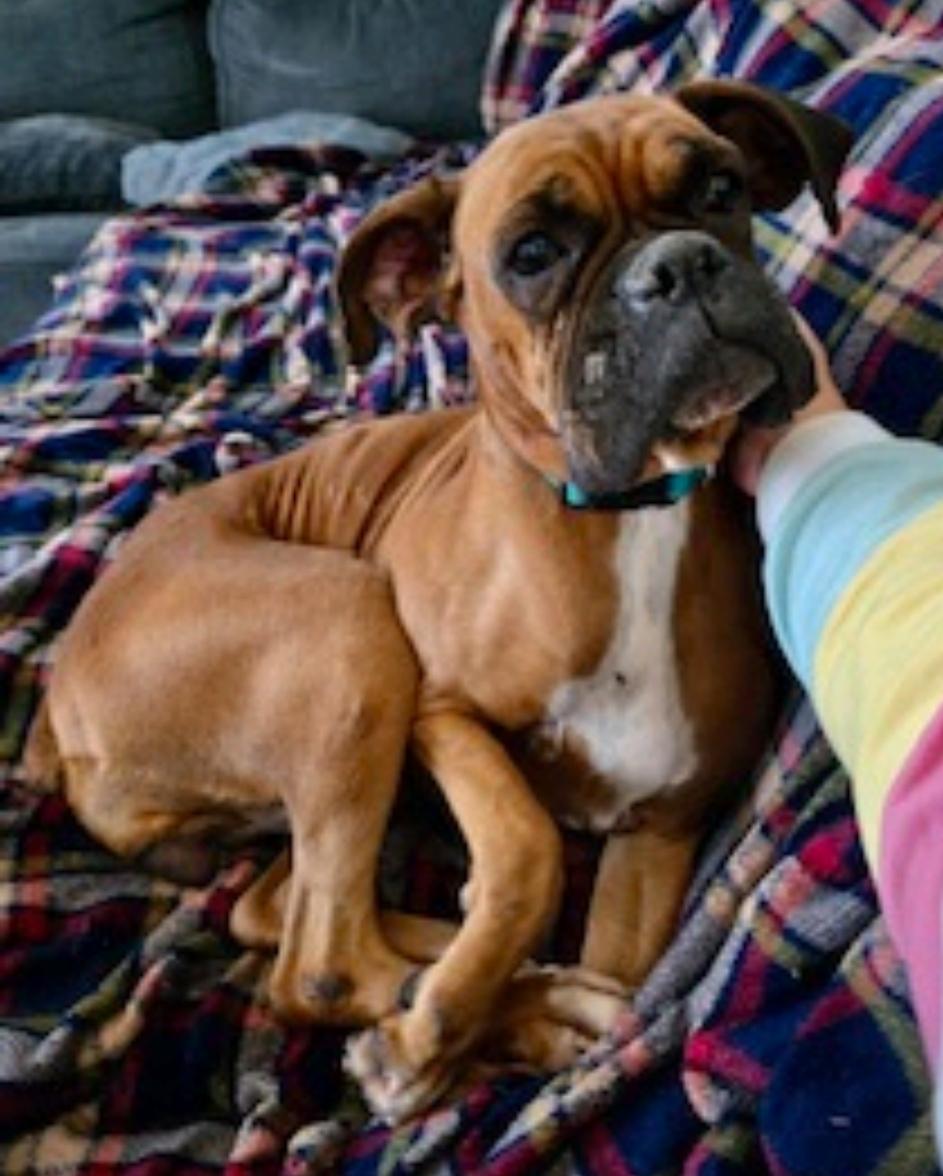 Enlarge Esther-boxer, a ADOPTABLE Boxer in Hamburg, NY image 1/6