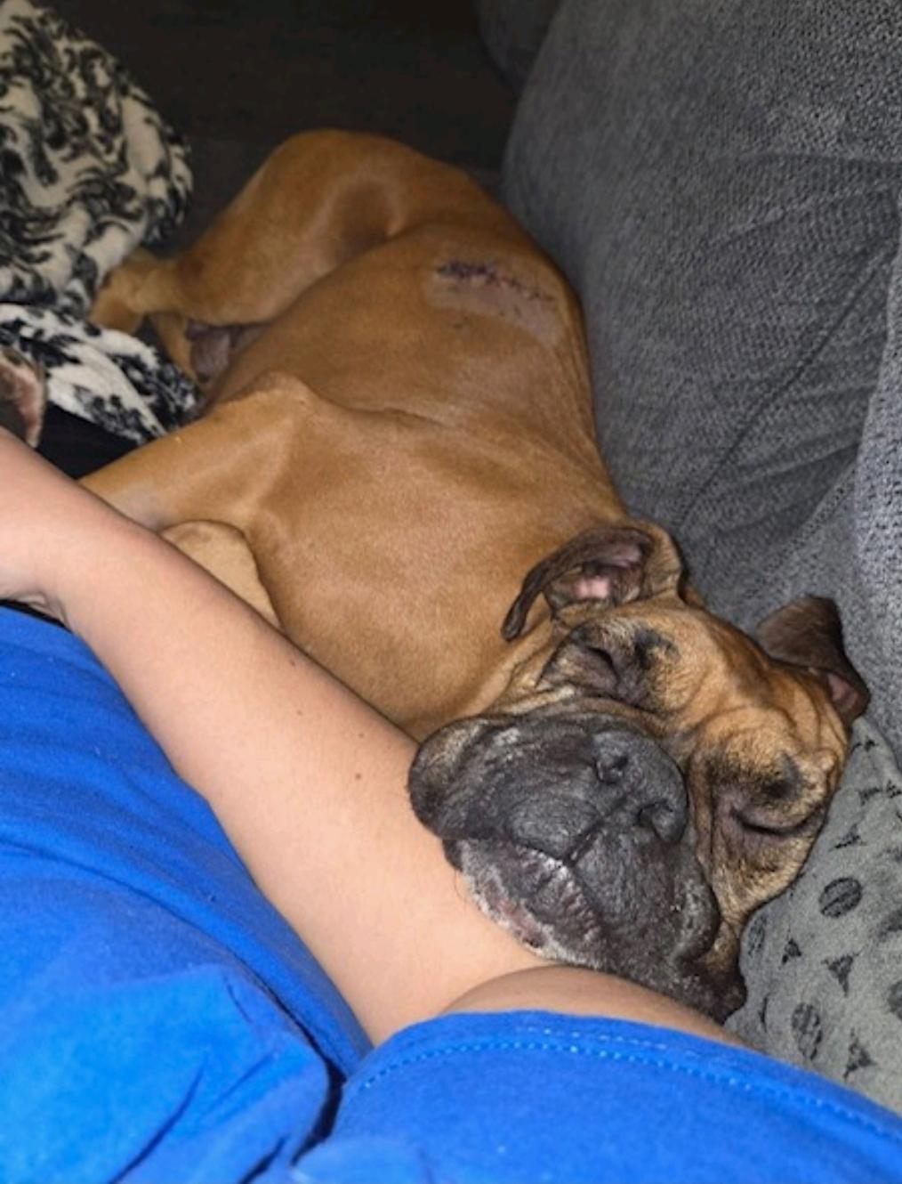 Enlarge Esther-boxer, a ADOPTABLE Boxer in Hamburg, NY image 5/6