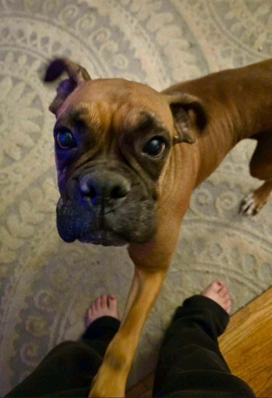 Enlarge Esther-boxer, a ADOPTABLE Boxer in Hamburg, NY image 3/6