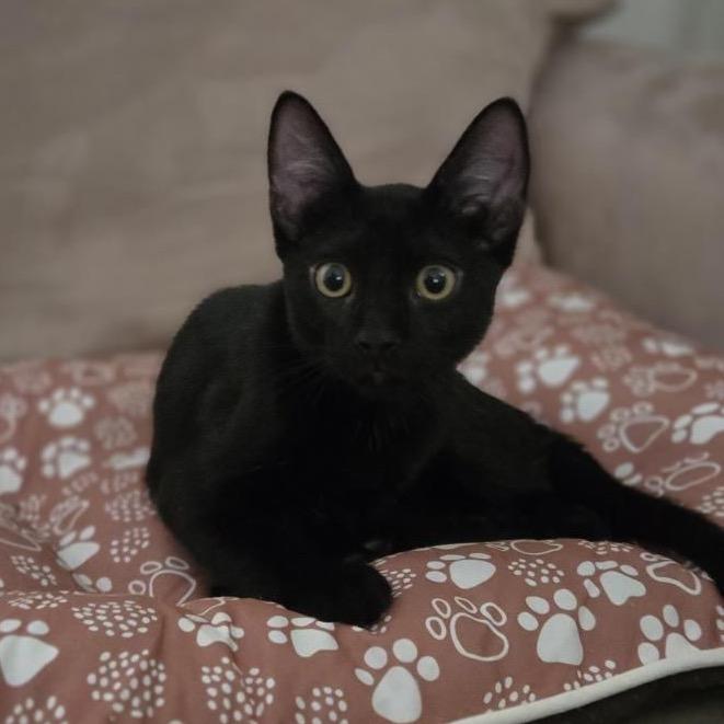 Enlarge REMI, a Adoptable Domestic Short Hair in San Antonio, TX image 1/6