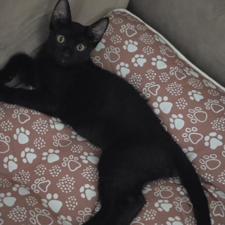 Enlarge REMI, a Adoptable Domestic Short Hair in San Antonio, TX image 2/6