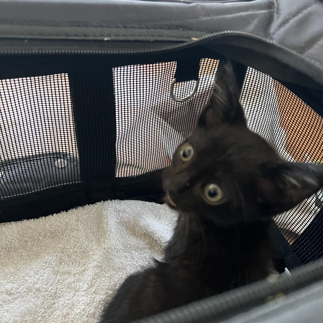 Enlarge REMI, a Adoptable Domestic Short Hair in San Antonio, TX image 3/6