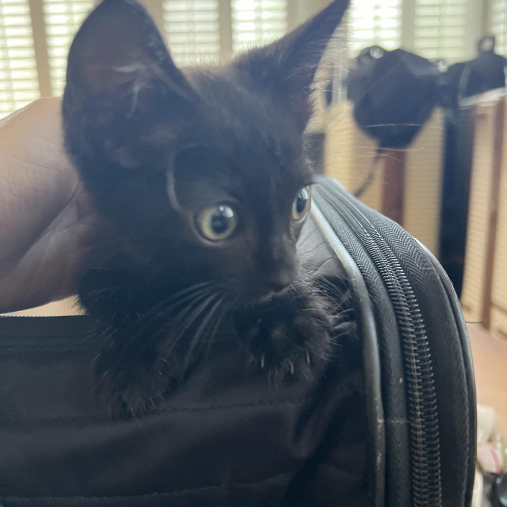 Enlarge REMI, a Adoptable Domestic Short Hair in San Antonio, TX image 6/6