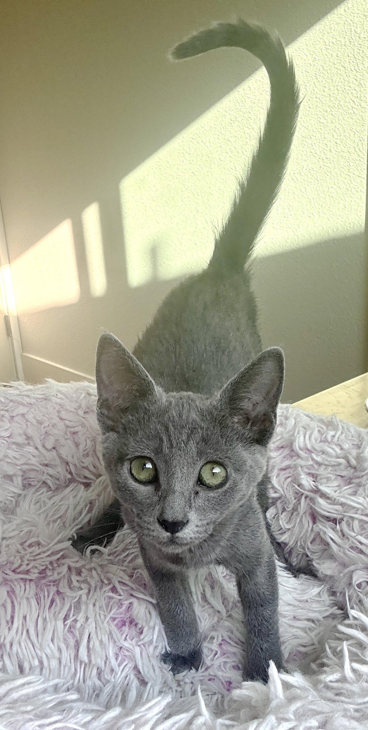 Enlarge Willow, a Adopted mixed breed in San Luis Obispo, CA image 1/3