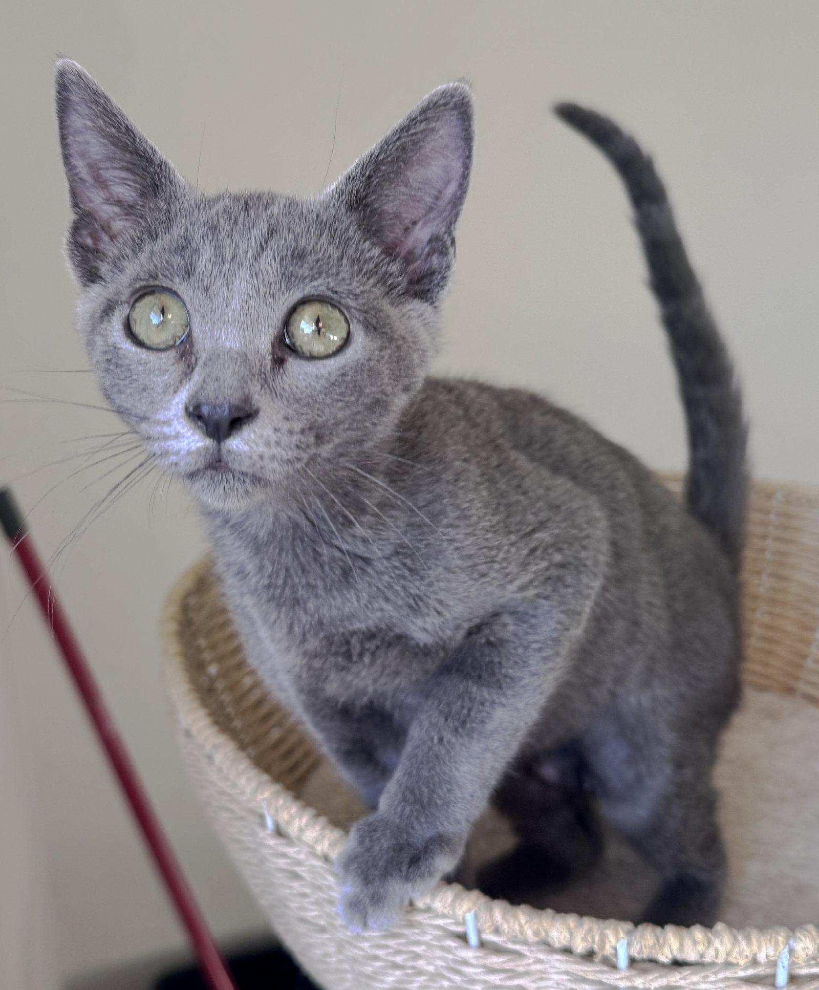 Enlarge Willow, a Adopted mixed breed in San Luis Obispo, CA image 2/3