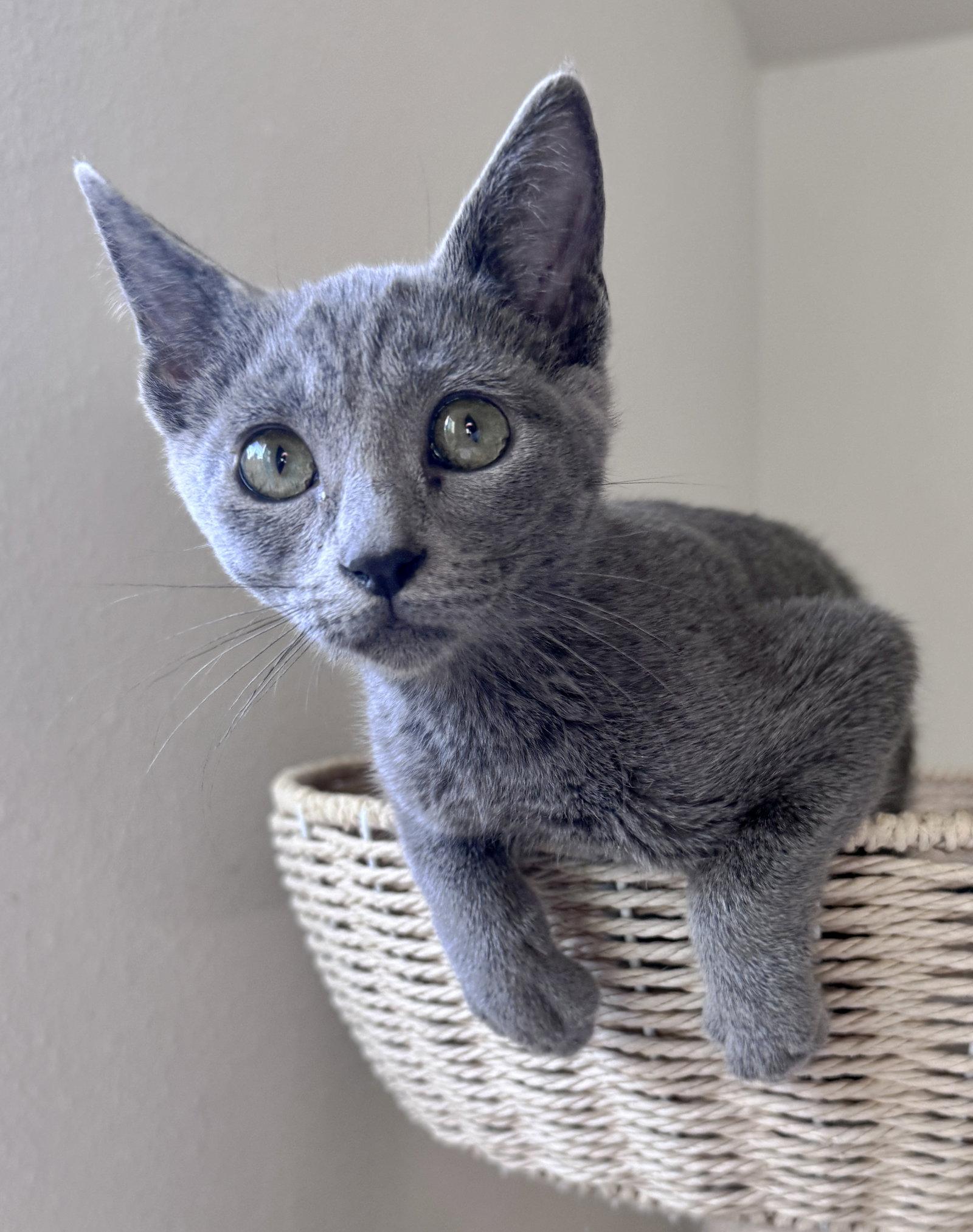 Enlarge Willow, a Adopted mixed breed in San Luis Obispo, CA image 3/3