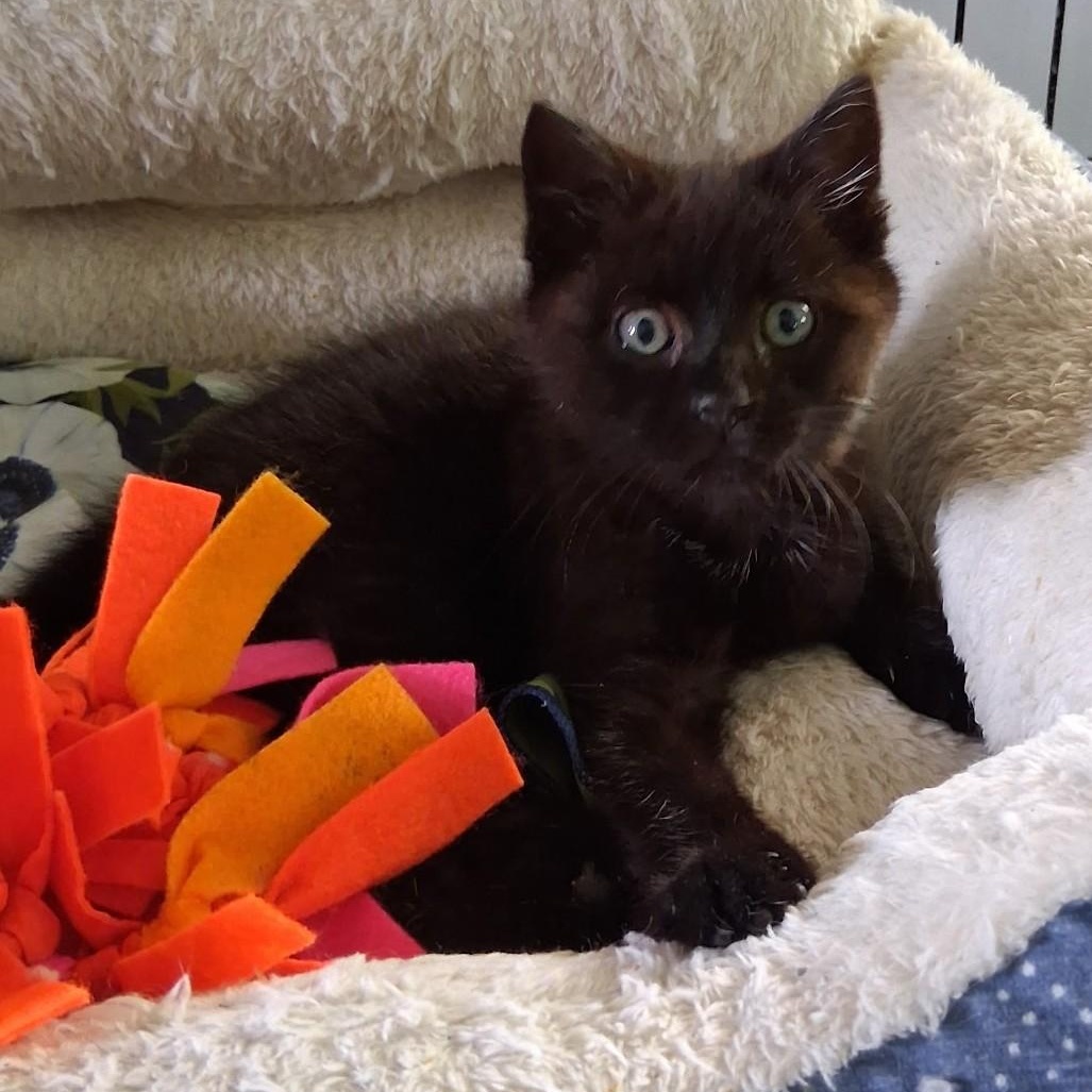Michelle, ADOPTABLE, Kitten Female Domestic Short Hair.