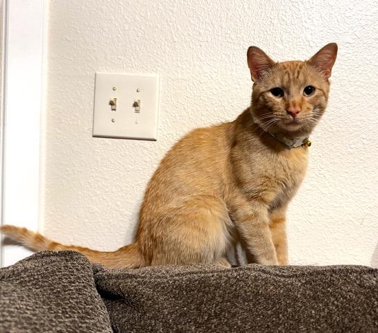 Fife, an adoptable Domestic Short Hair in Colorado Springs, CO, 80918 | Photo Image 1