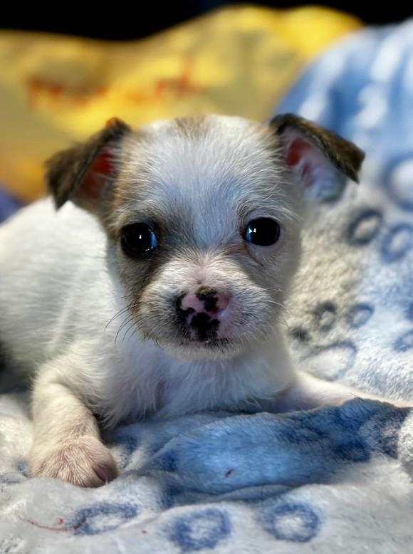 Teddy, adopted, Puppy Male Maltese & Chihuahua.