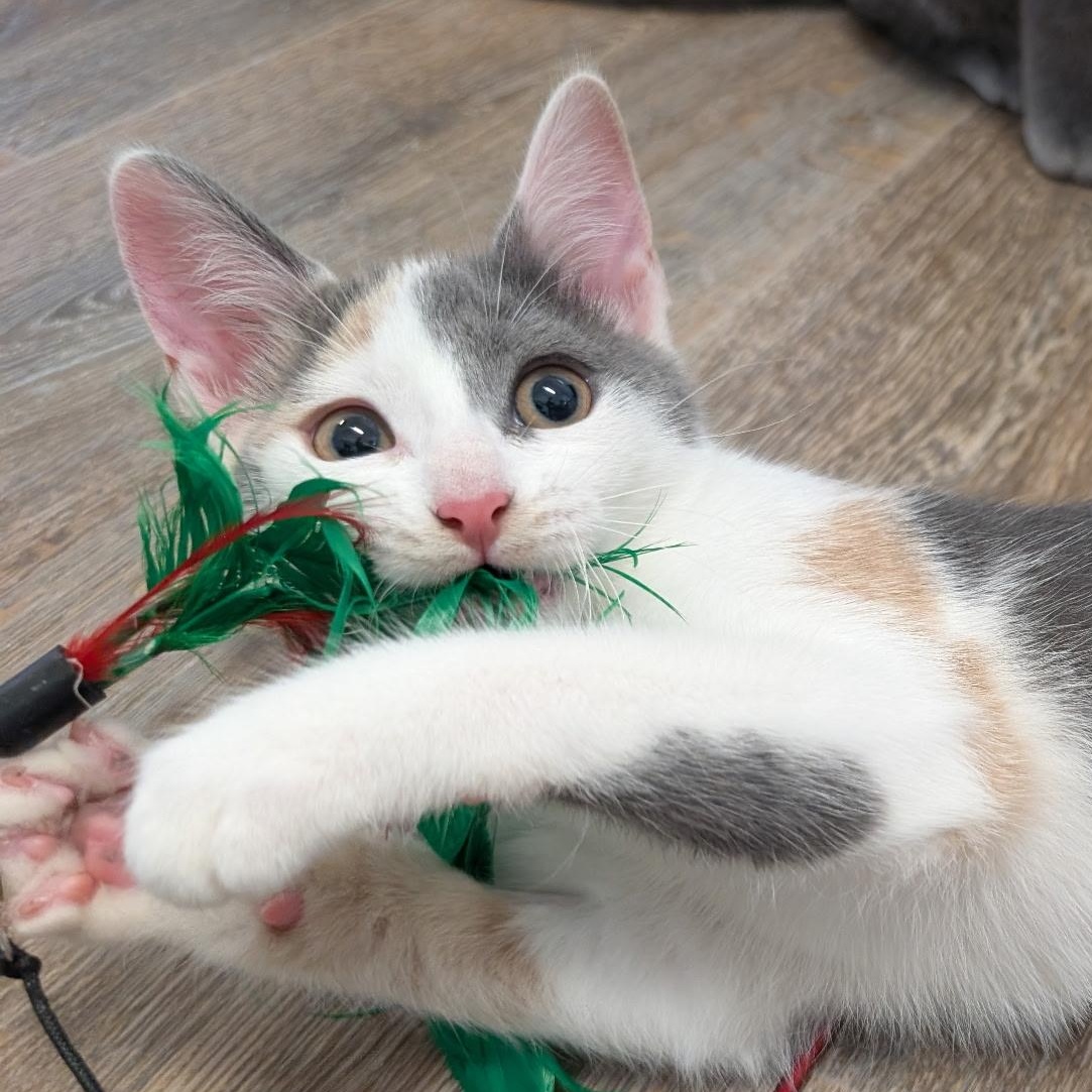 Enlarge Claire, a Adoptable Dilute Calico in Waynesville, NC image 2/3