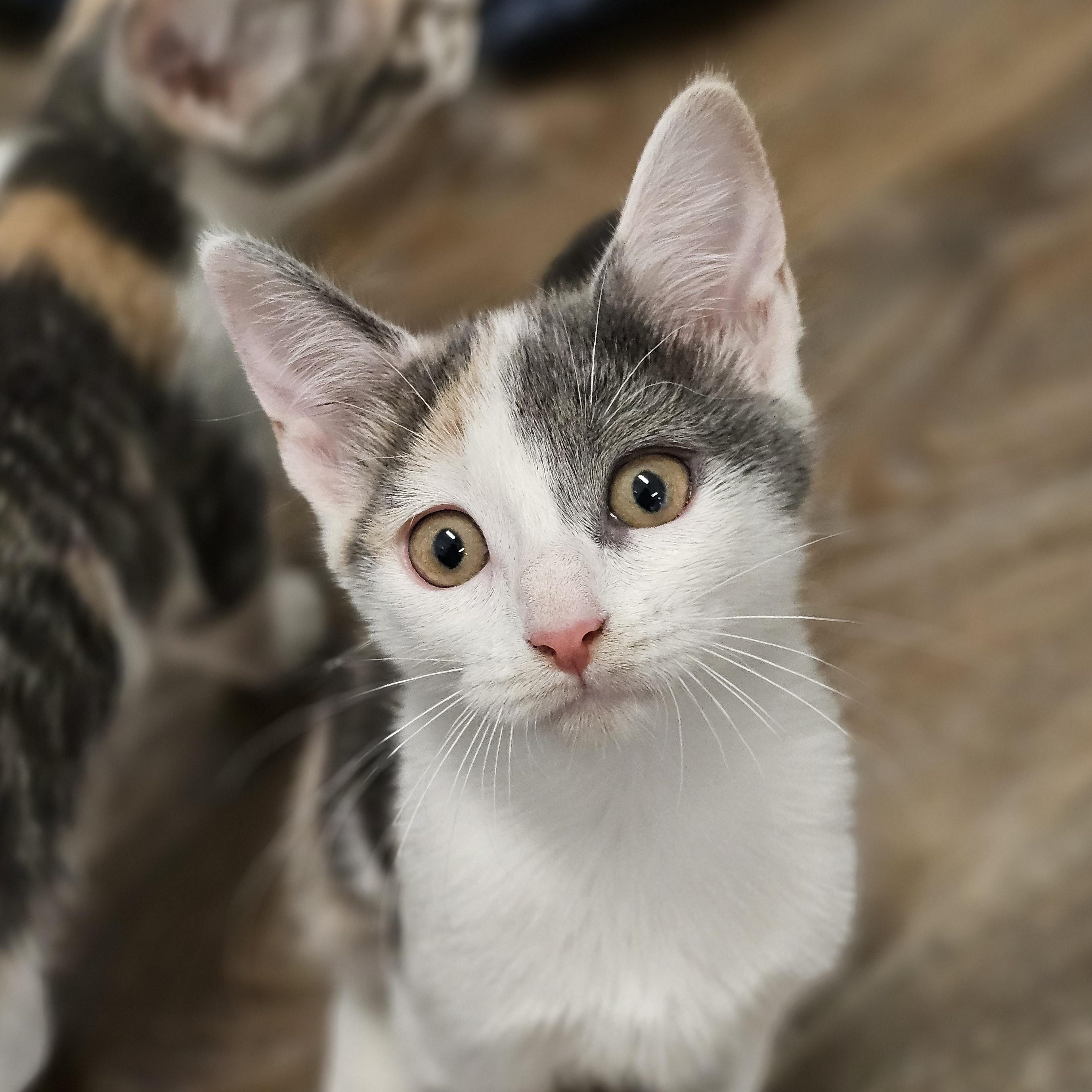 Enlarge Claire, a Adoptable Dilute Calico in Waynesville, NC image 1/3