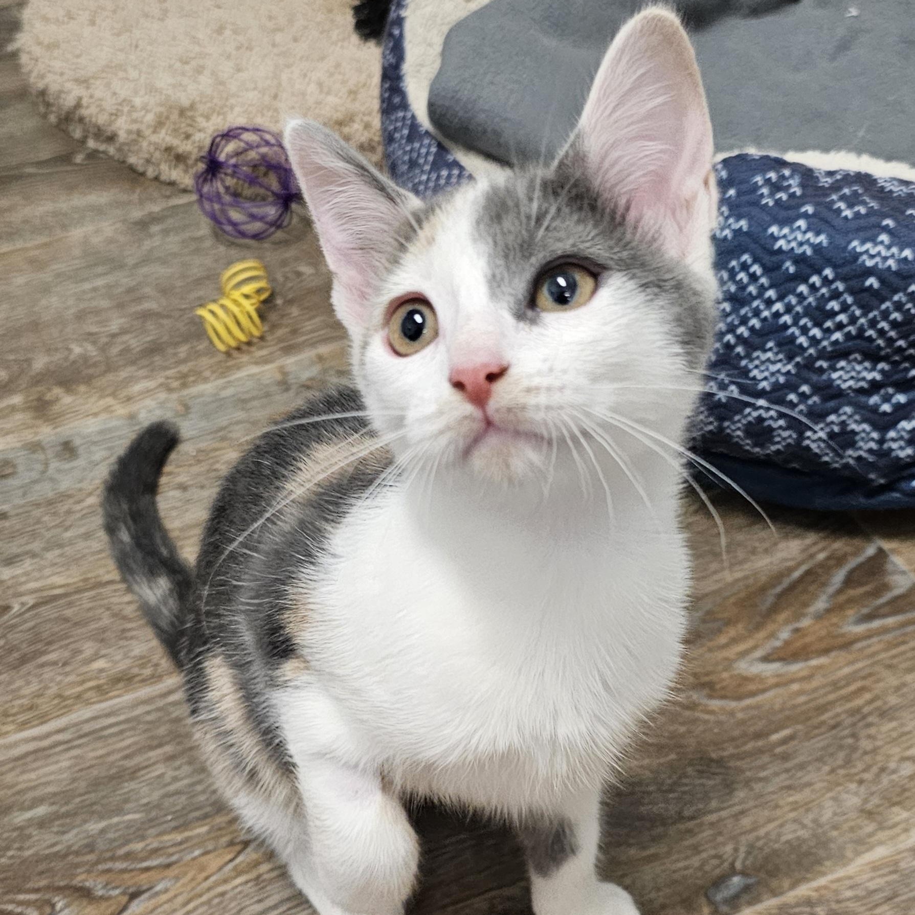 Enlarge Claire, a Adoptable Dilute Calico in Waynesville, NC image 3/3