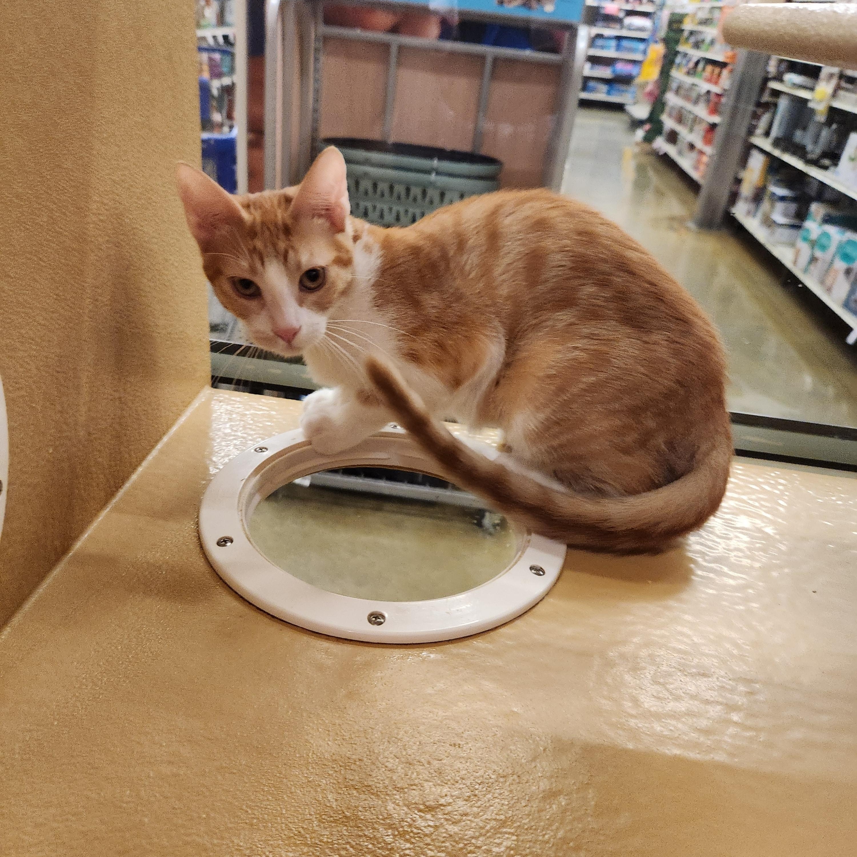 Lily, Adoptable, Kitten Female Domestic Short Hair.