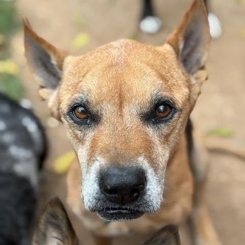 Phillips SPONSORED ADOPTION FEE