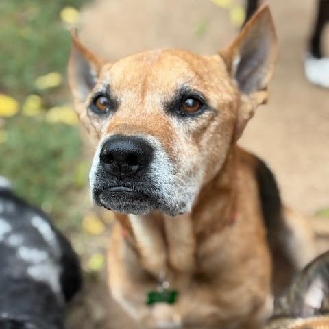 Phillips SPONSORED ADOPTION FEE