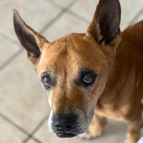 Phillips SPONSORED ADOPTION FEE