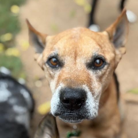 Phillips SPONSORED ADOPTION FEE