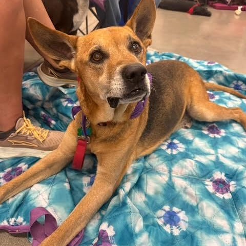 Phillips SPONSORED ADOPTION FEE