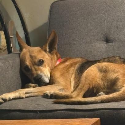 Phillips SPONSORED ADOPTION FEE