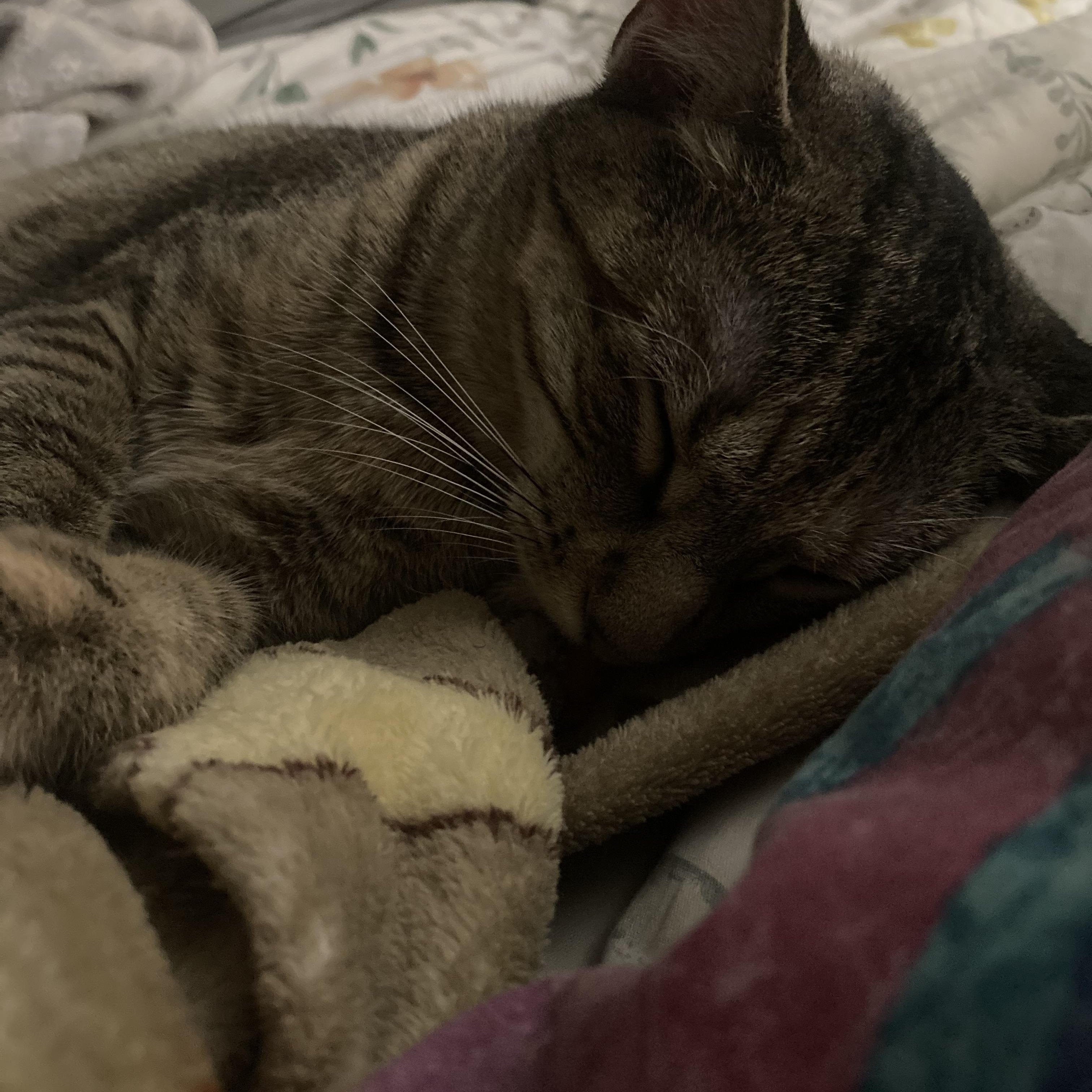 Enlarge Willow, a Adoptable Domestic Short Hair in Moorestown, NJ image 3/6