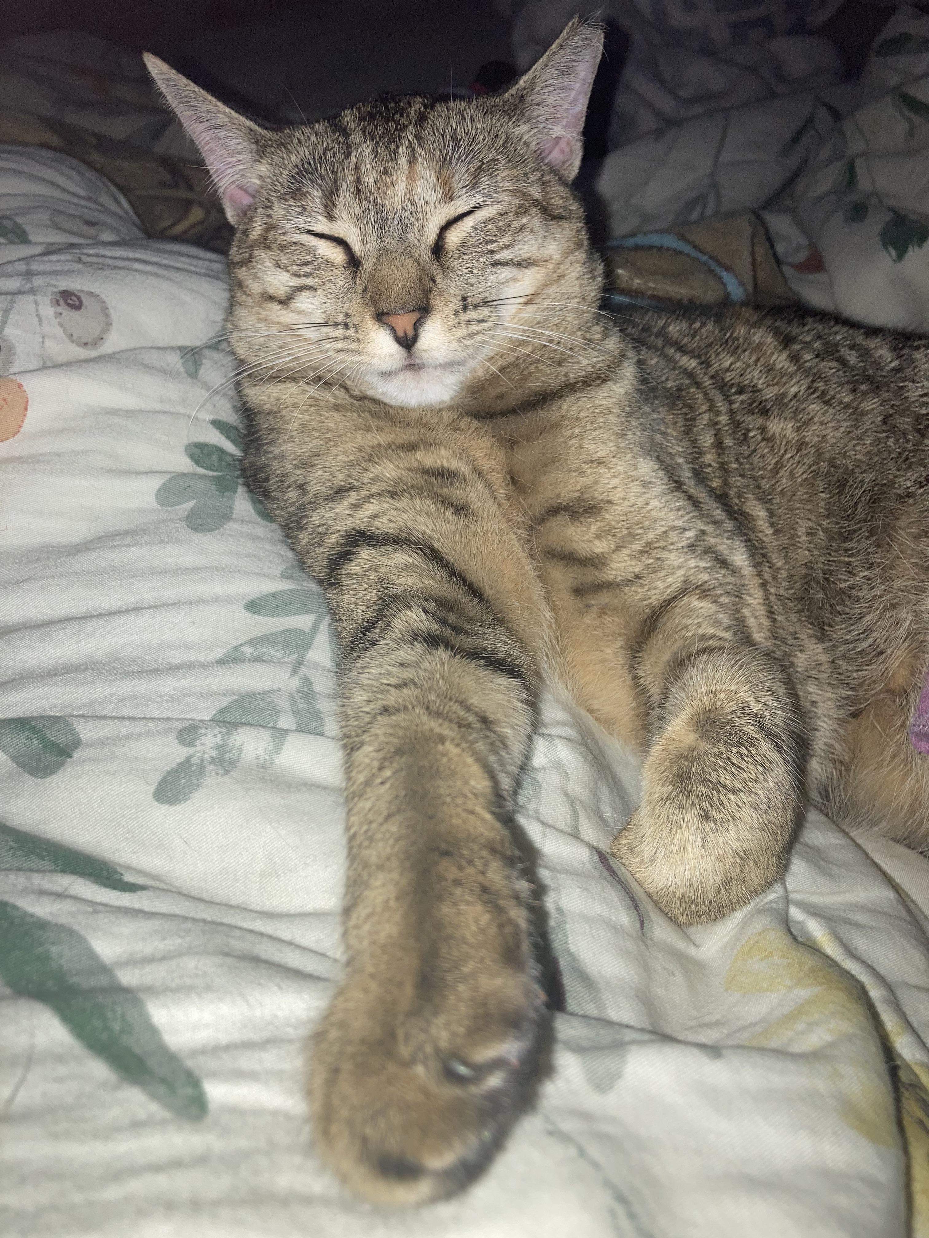 Enlarge Willow, a Adoptable Domestic Short Hair in Moorestown, NJ image 6/6