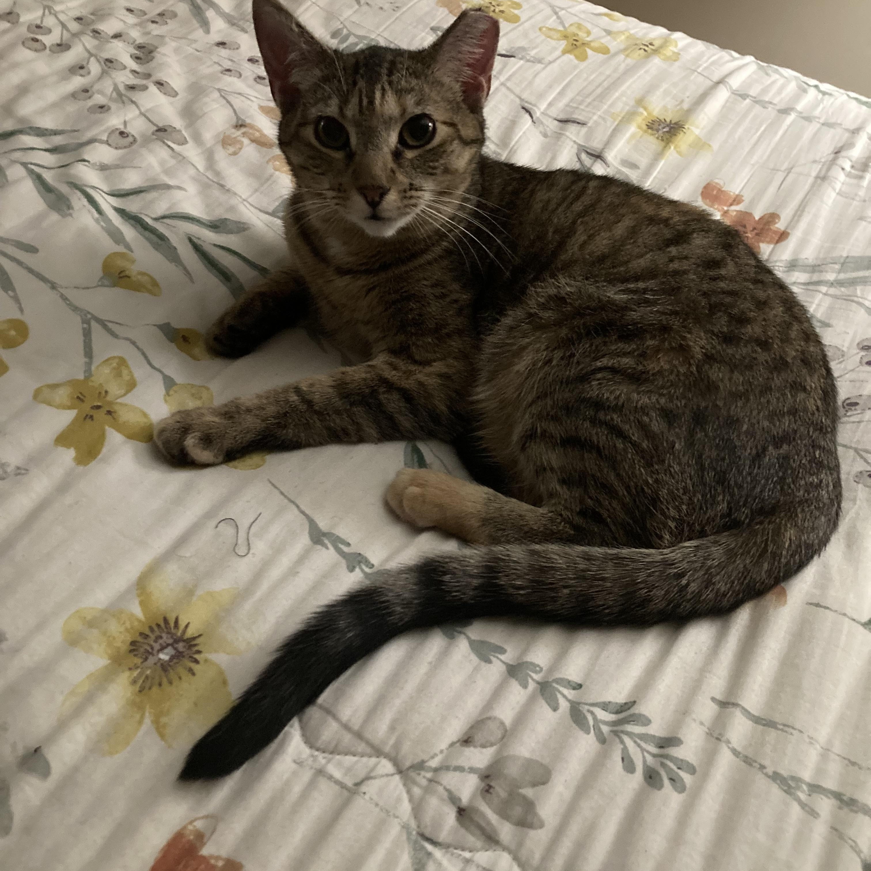 Enlarge Willow, a Adoptable Domestic Short Hair in Moorestown, NJ image 1/6