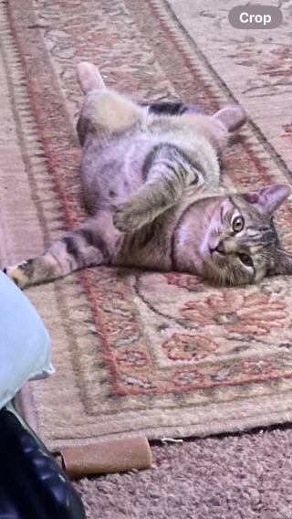 Enlarge Willow, a Adoptable Domestic Short Hair in Moorestown, NJ image 5/6