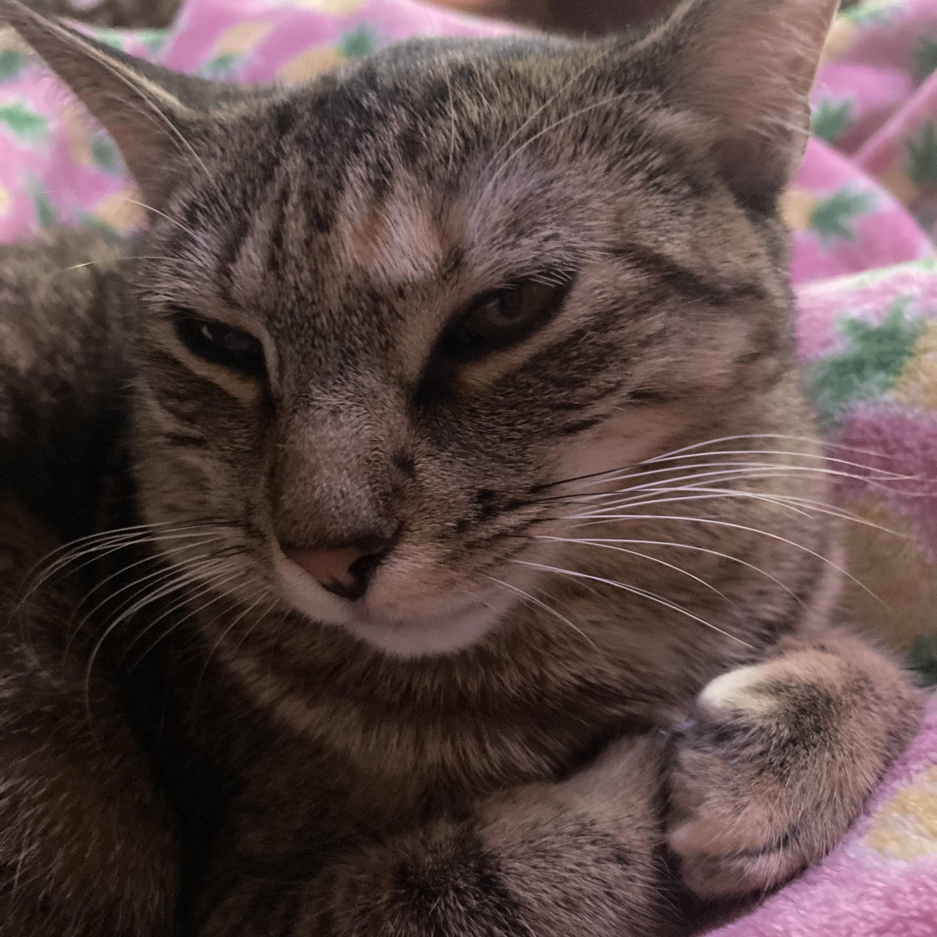 Enlarge Willow, a Adoptable Domestic Short Hair in Moorestown, NJ image 2/6