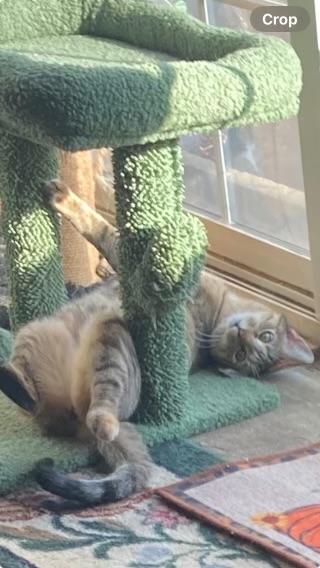 Enlarge Willow, a Adoptable Domestic Short Hair in Moorestown, NJ image 4/6