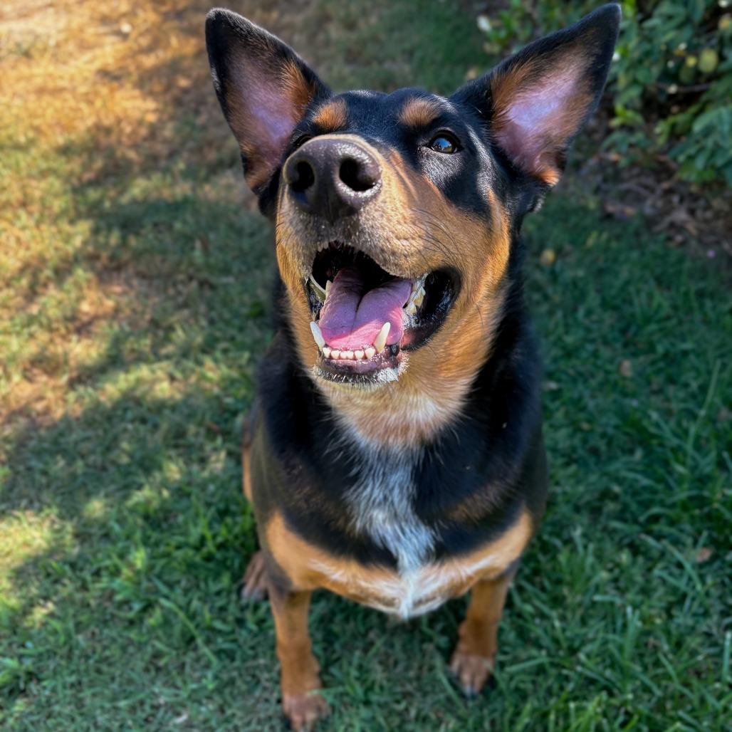 Big Mac, Adoptable, Adult Male Australian Kelpie & Australian Cattle Dog / Blue Heeler.