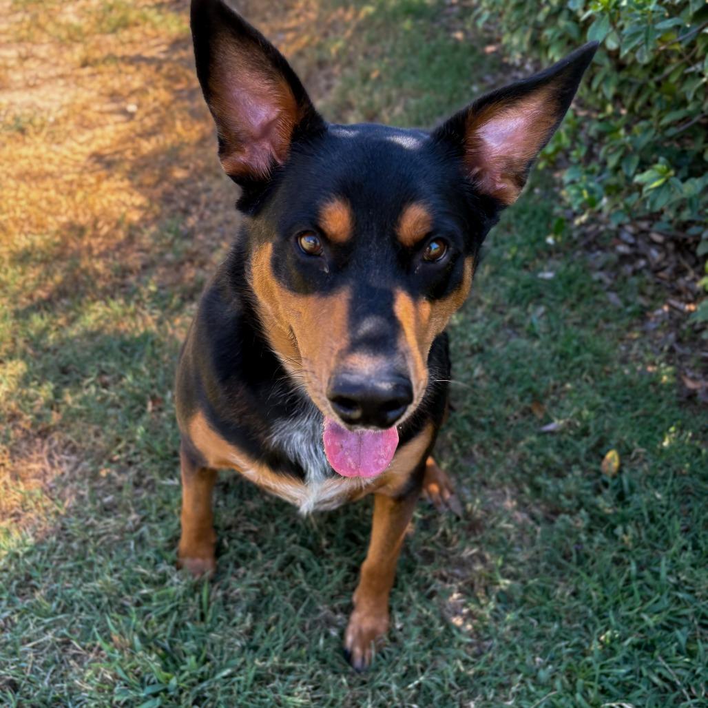 Enlarge Big Mac, a Adoptable mixed breed in San Jacinto, CA image 3/6