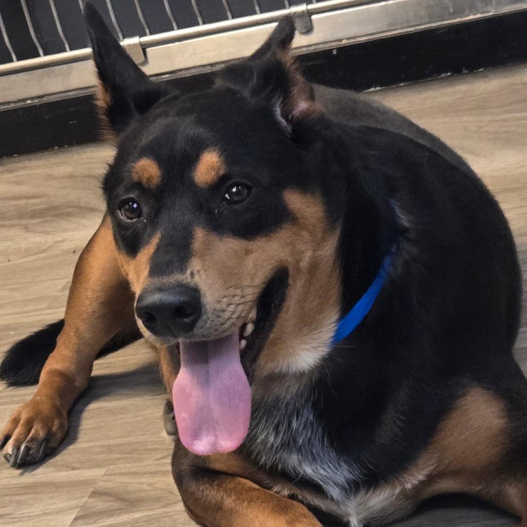 Enlarge Big Mac, a Adoptable mixed breed in San Jacinto, CA image 4/6