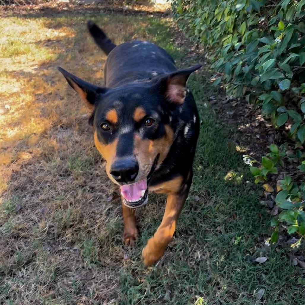 Enlarge Big Mac, a Adoptable mixed breed in San Jacinto, CA image 6/6