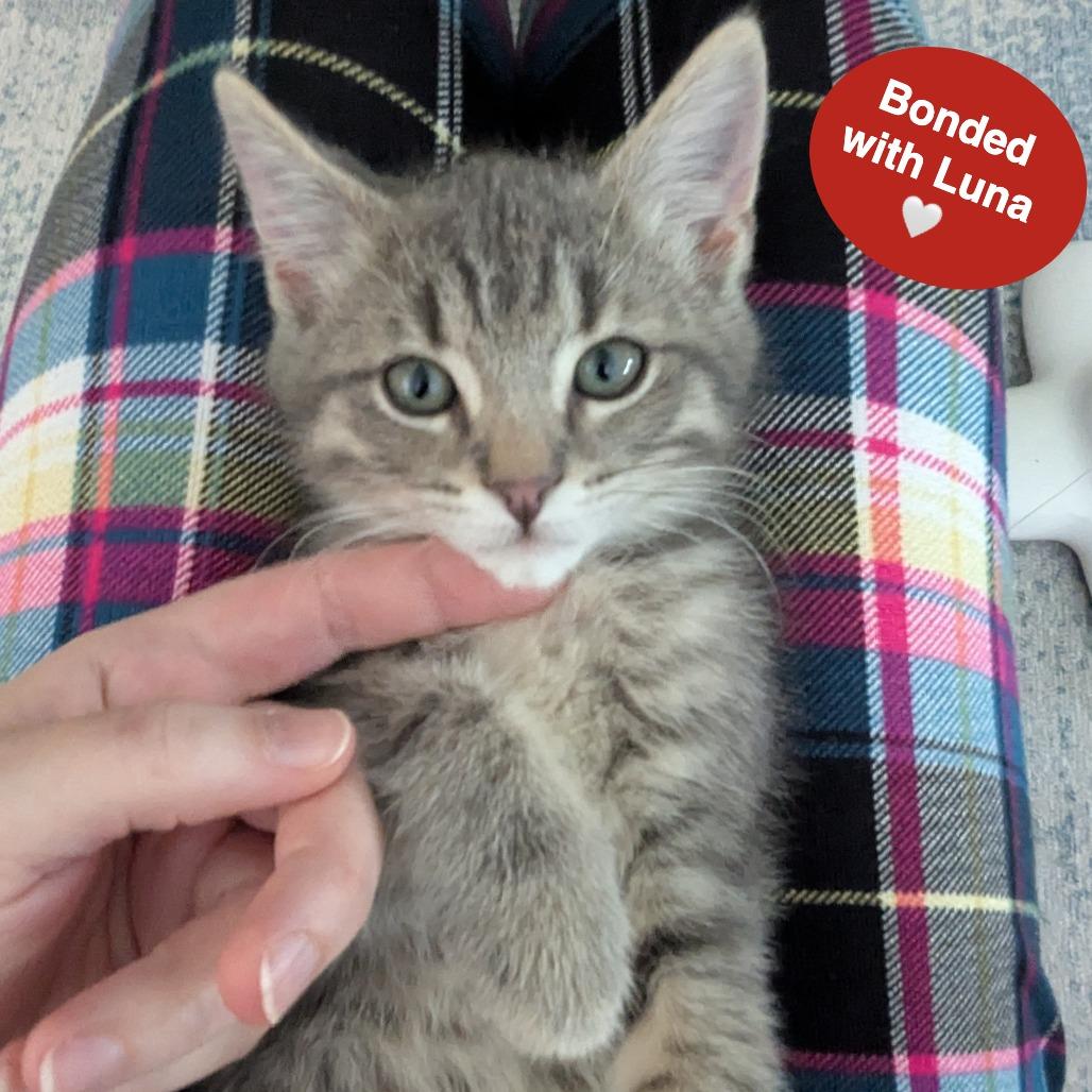 Leo, Adoptable, Kitten Male Domestic Short Hair.