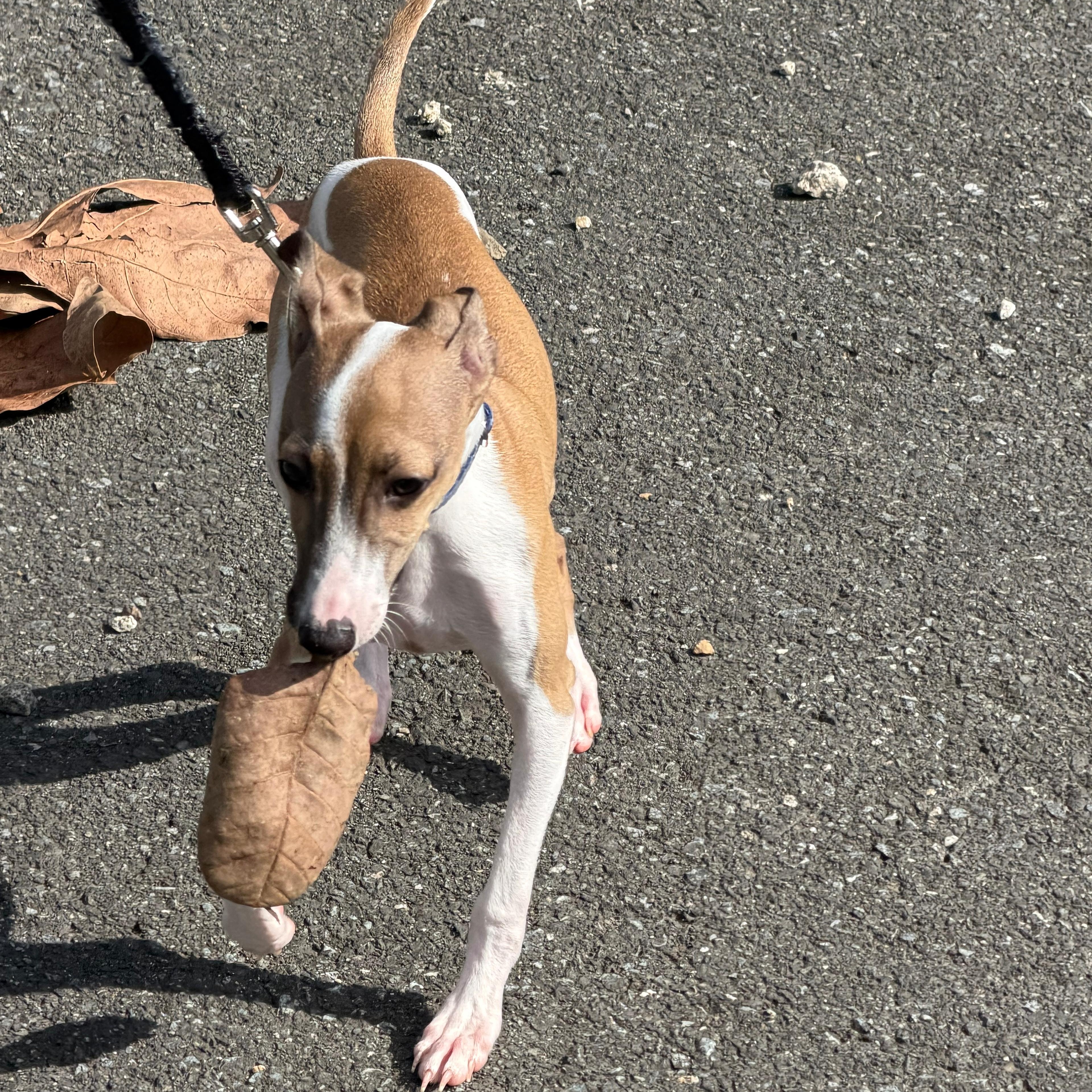 Enlarge Atlas, an adopted Whippet in Baldwin, MD image 4/6