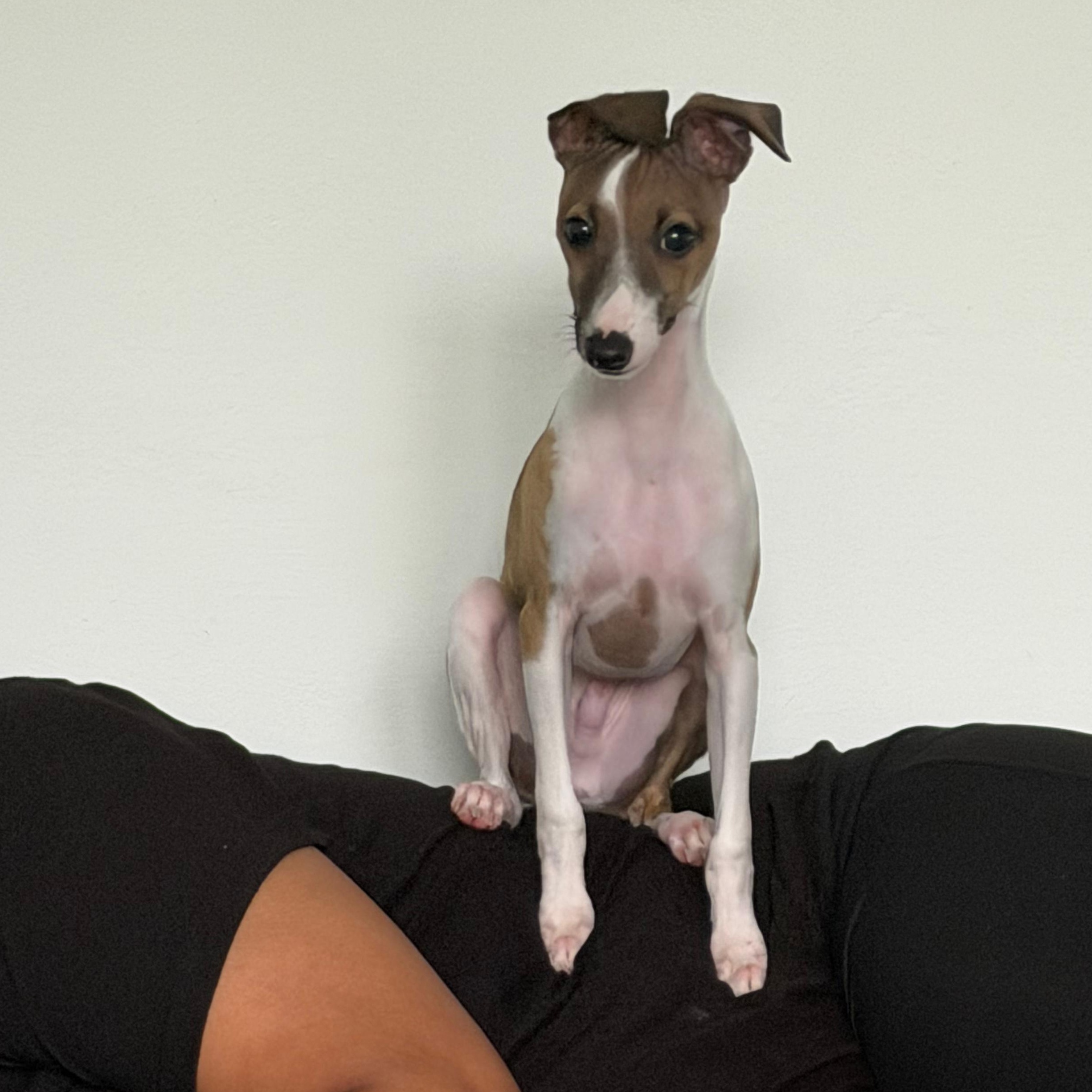 Enlarge Atlas, an adopted Whippet in Baldwin, MD image 5/6