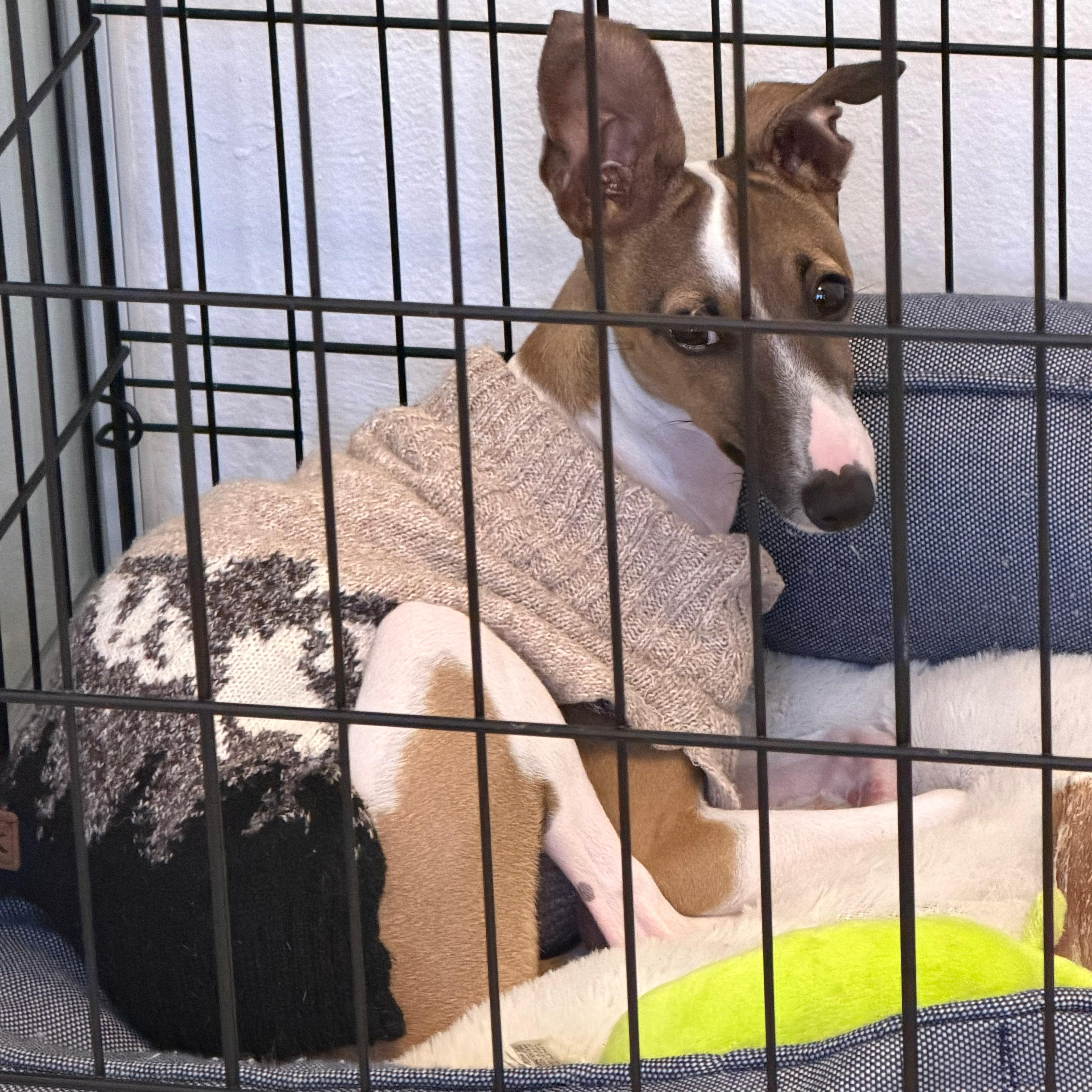 Enlarge Atlas, an adopted Whippet in Baldwin, MD image 6/6