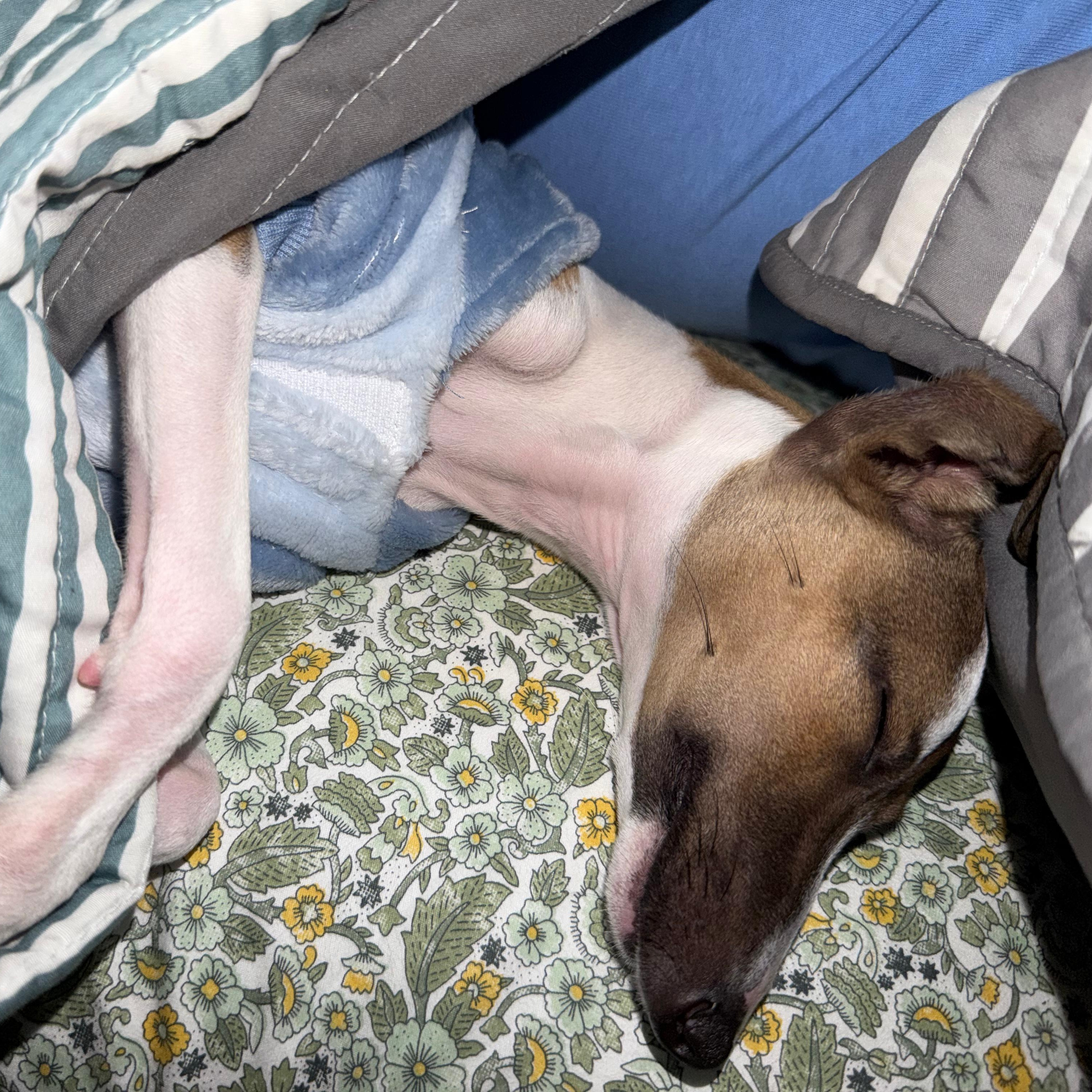 Enlarge Atlas, an adopted Whippet in Baldwin, MD image 2/6