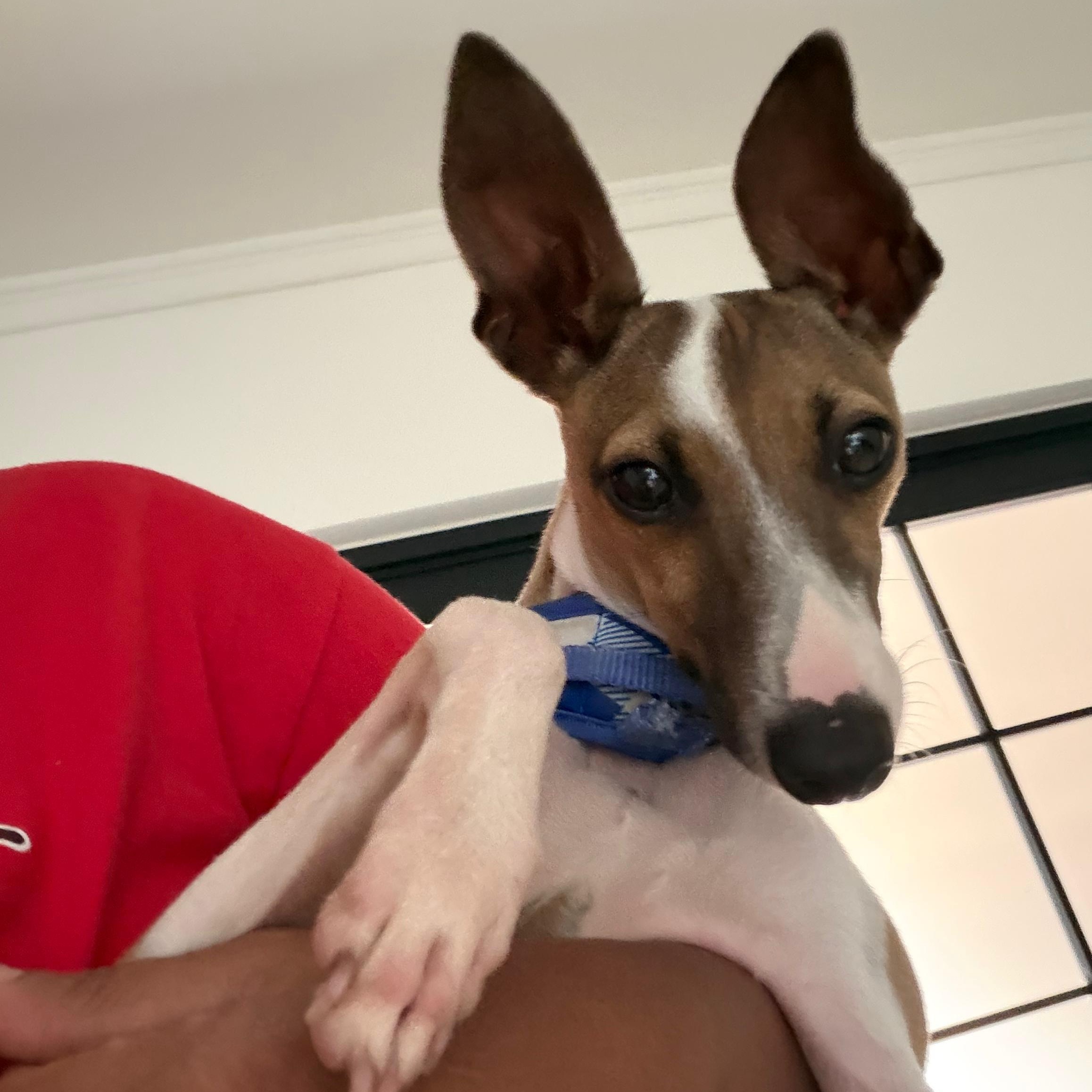Enlarge Atlas, an adopted Whippet in Baldwin, MD image 3/6