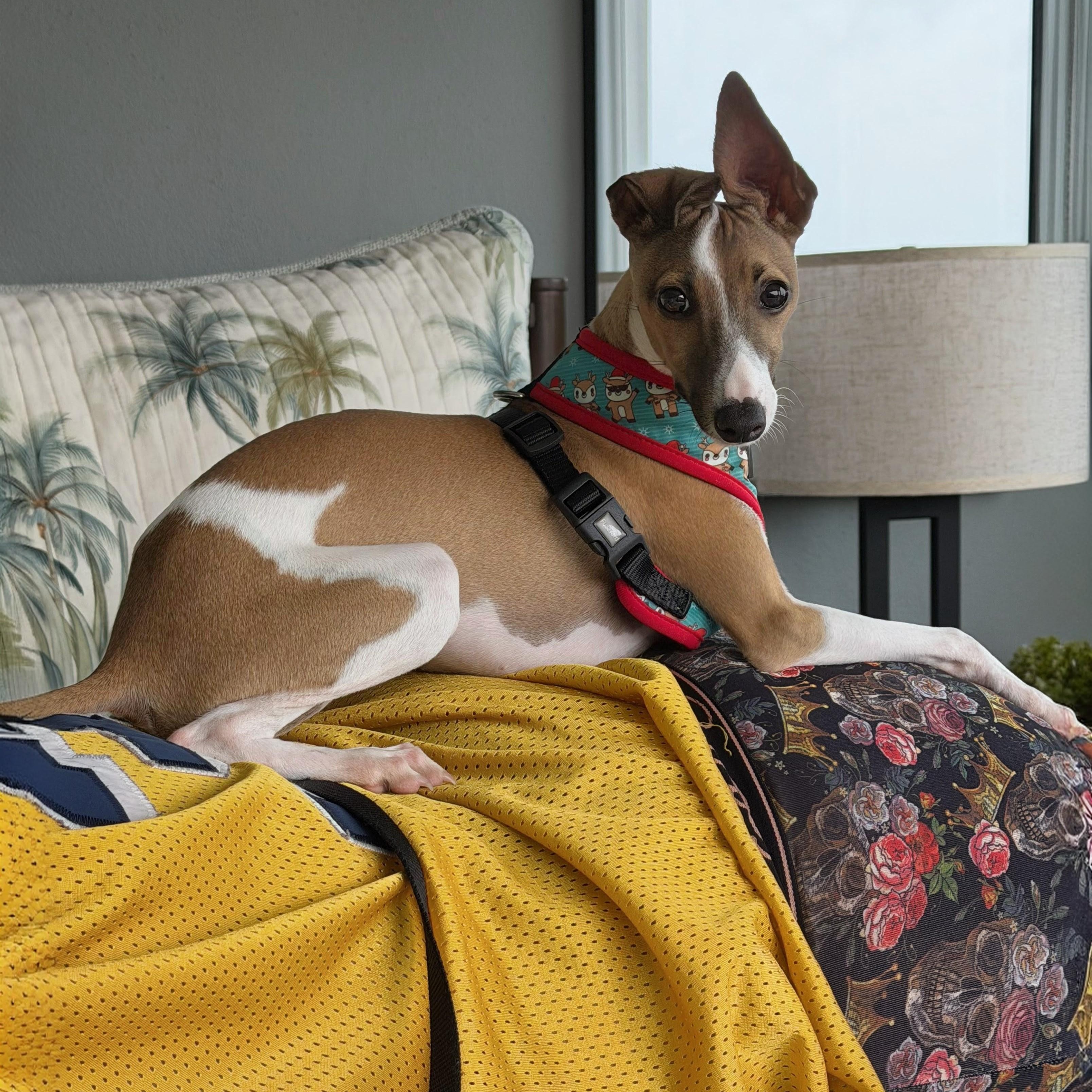 Atlas, adopted, Puppy Male Whippet.