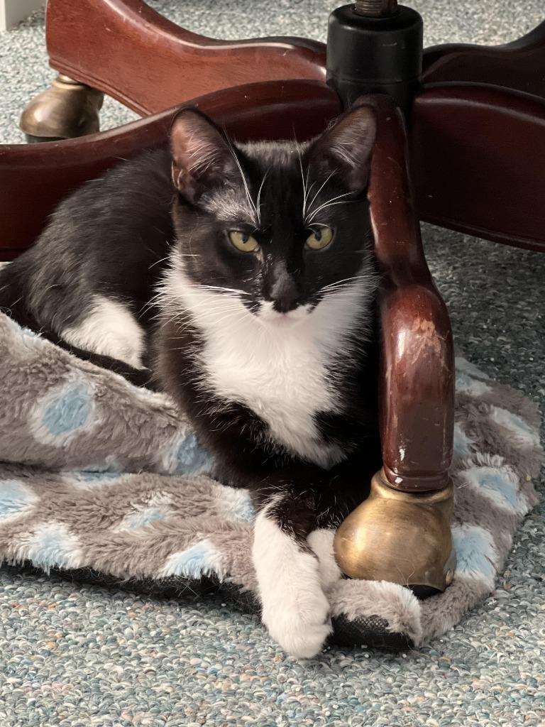 Enlarge Nyx, a Adoptable mixed breed in Salt Lake City, UT image 1/3