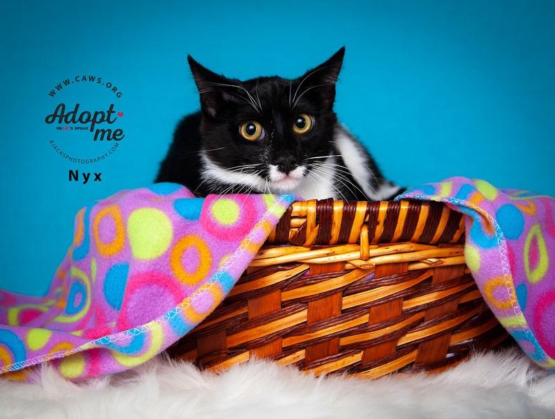 Enlarge Nyx, a Adoptable mixed breed in Salt Lake City, UT image 2/3