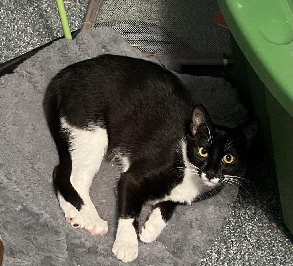 Nyx, Adoptable, Adult Female Domestic Short Hair.