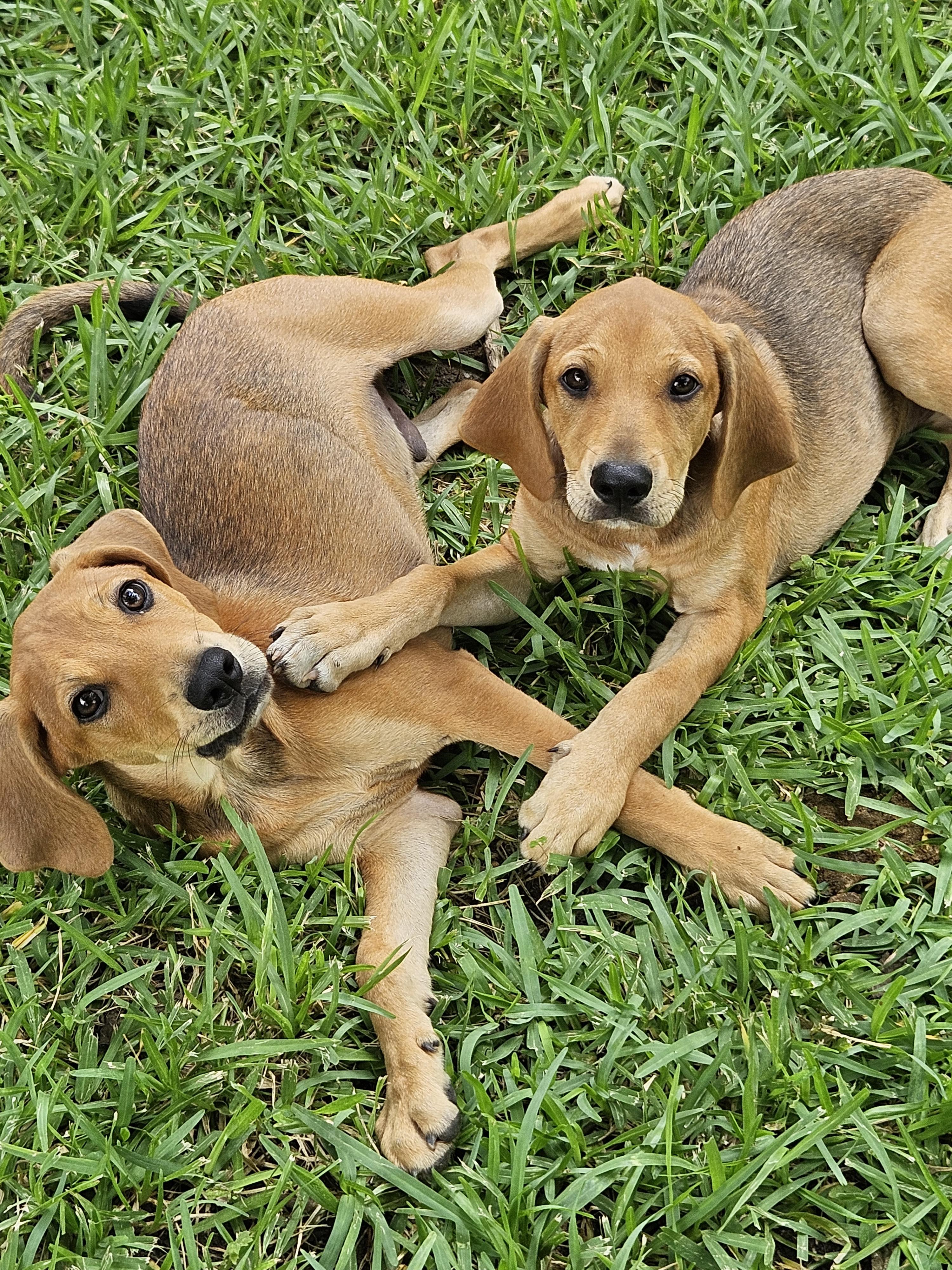 Theodore, a Adoptable Redbone Coonhound in Austin, TX image 4/5