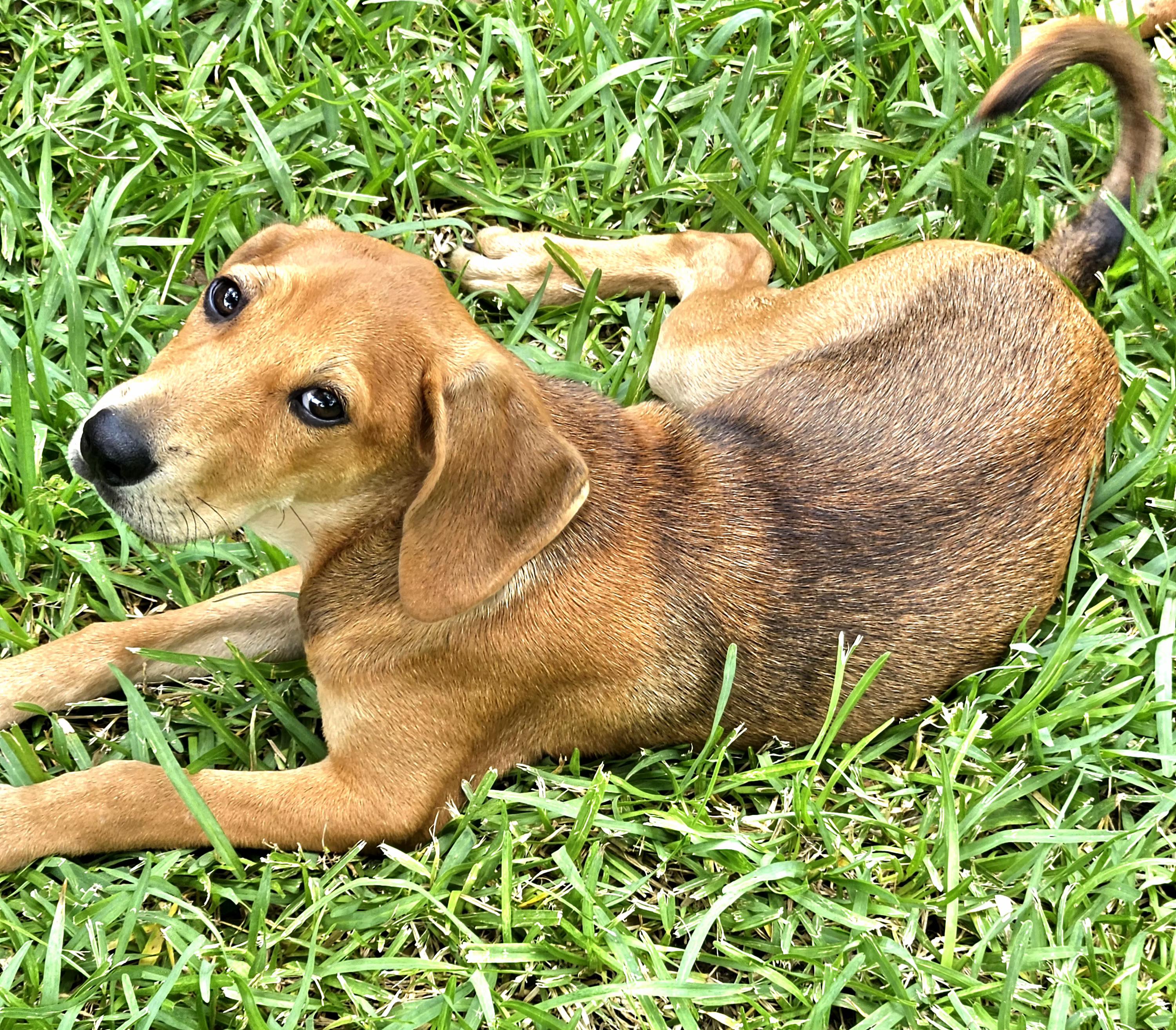 Theodore, a Adoptable Redbone Coonhound in Austin, TX image 2/5