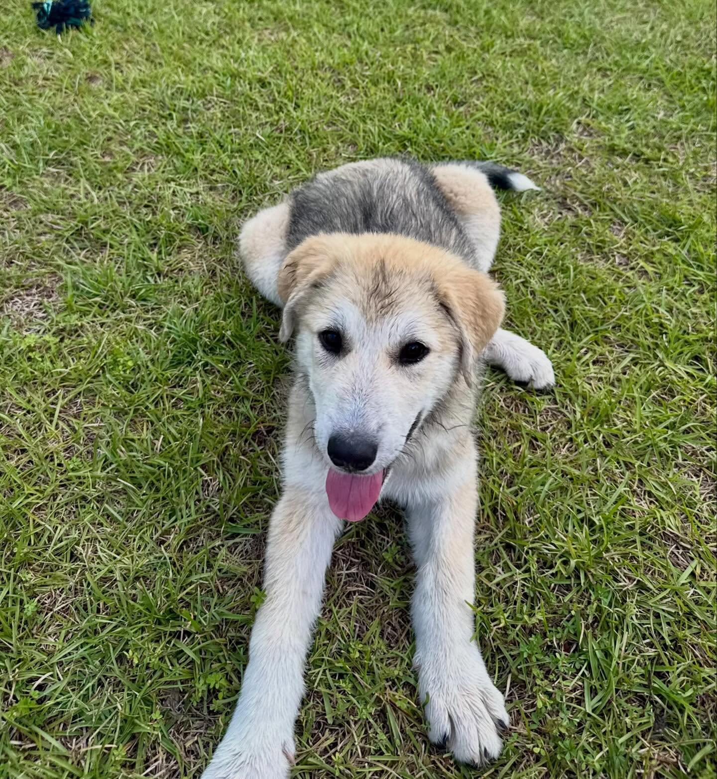 Bonnie, a ADOPTABLE mixed breed in Raleigh, NC image 4/6