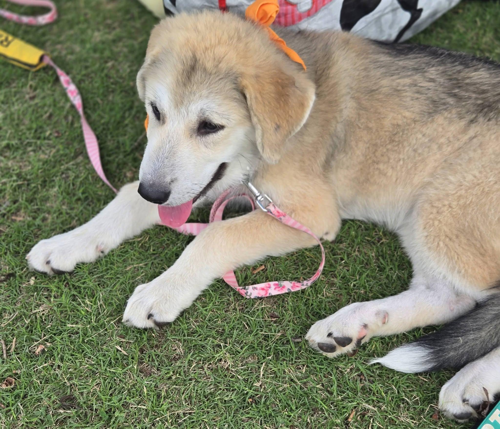 Bonnie, a ADOPTABLE mixed breed in Raleigh, NC image 2/6
