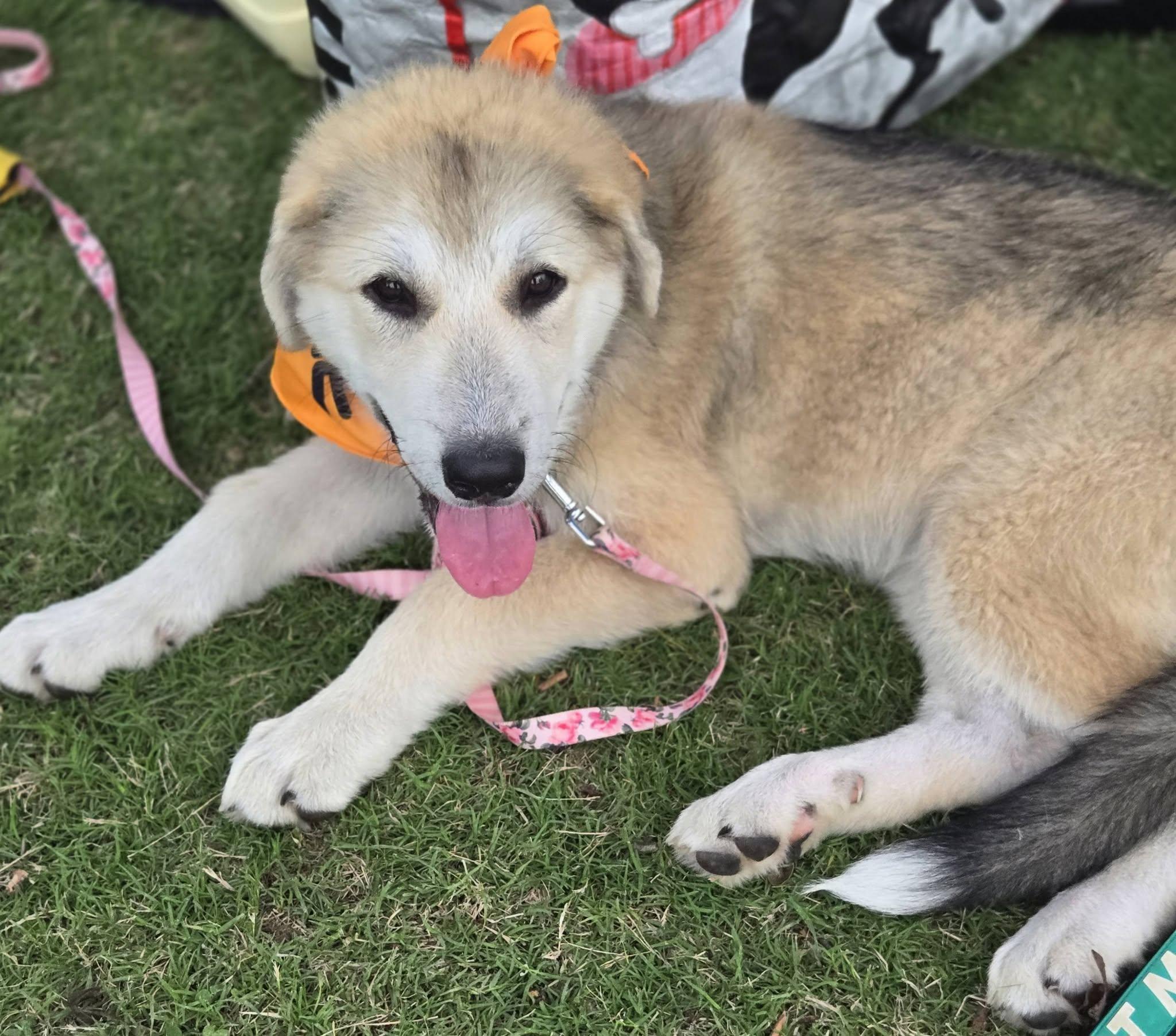 Bonnie, a ADOPTABLE mixed breed in Raleigh, NC image 3/6